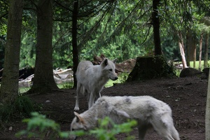 Wolves on the Northern Trail at the Zoo